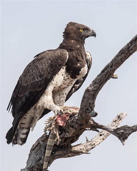 Martial Eagle Parimatch